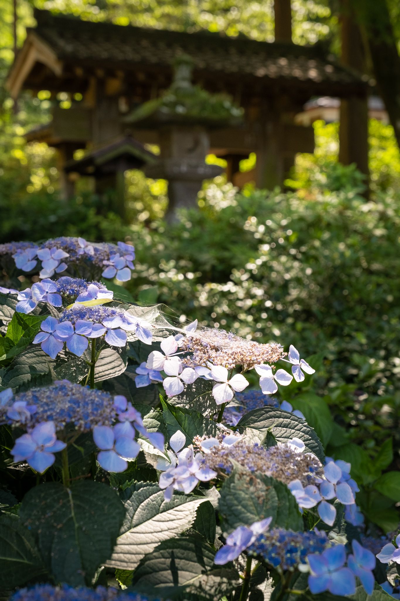 Japan's Hortensia Season