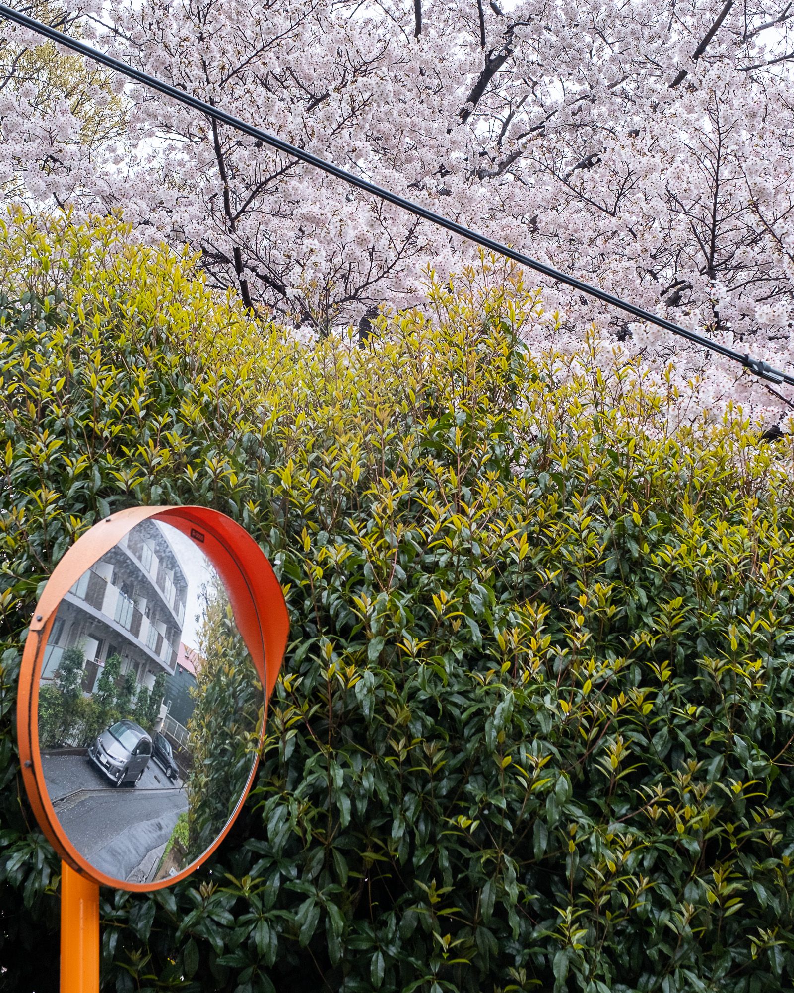 Rainy sakura and long walks