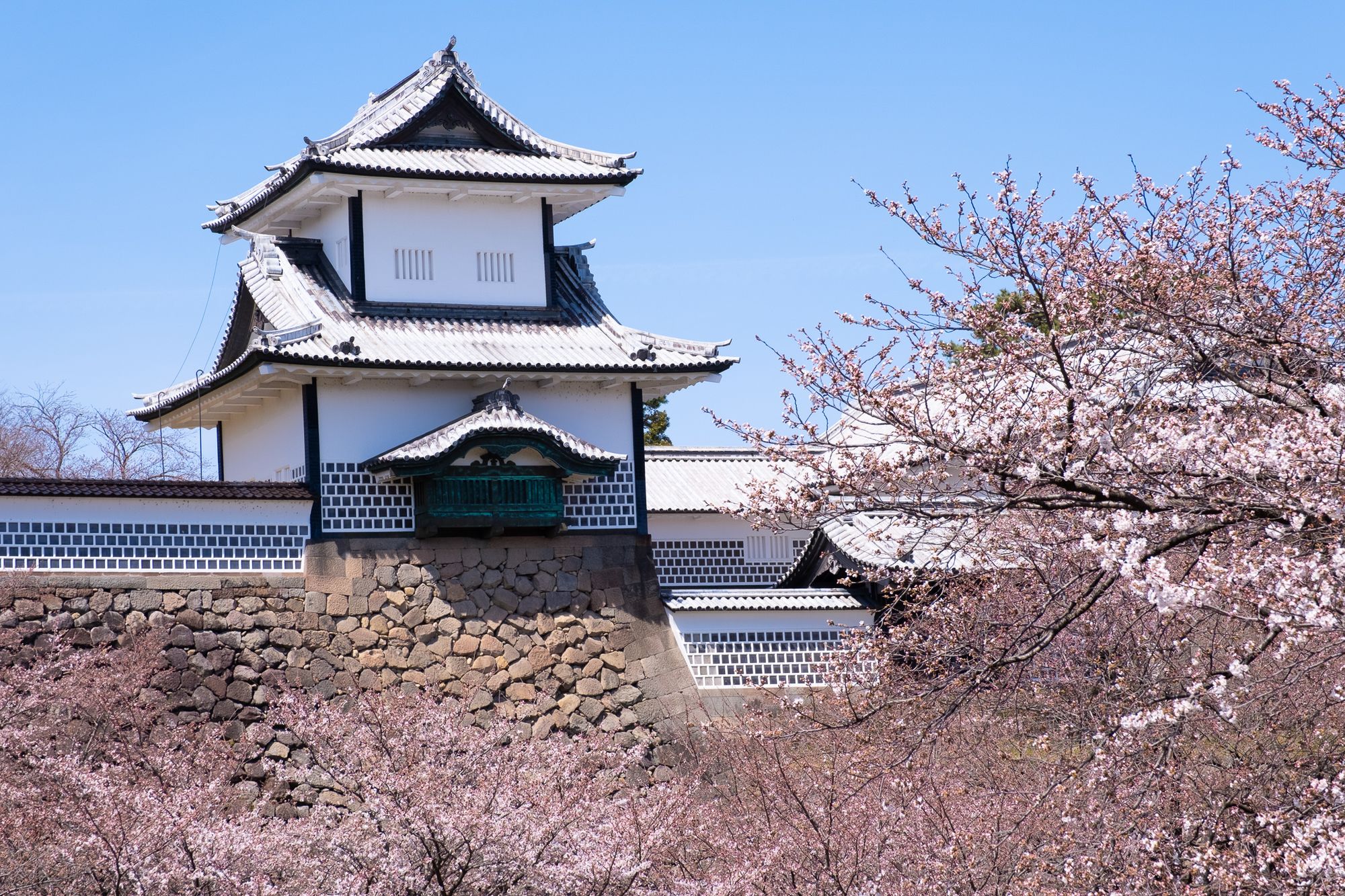 Sakura in Kanazawa