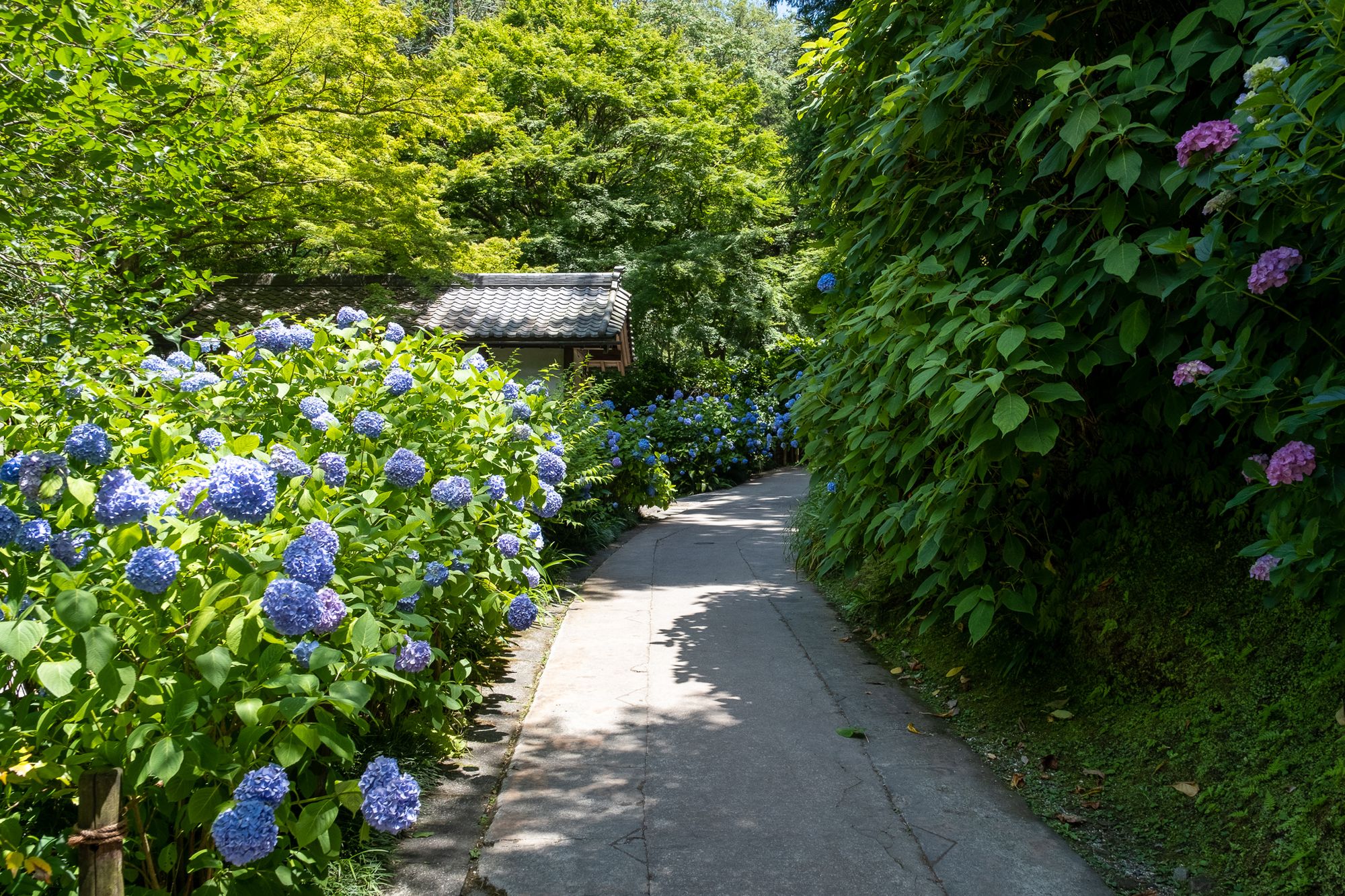 Japan's Hortensia Season