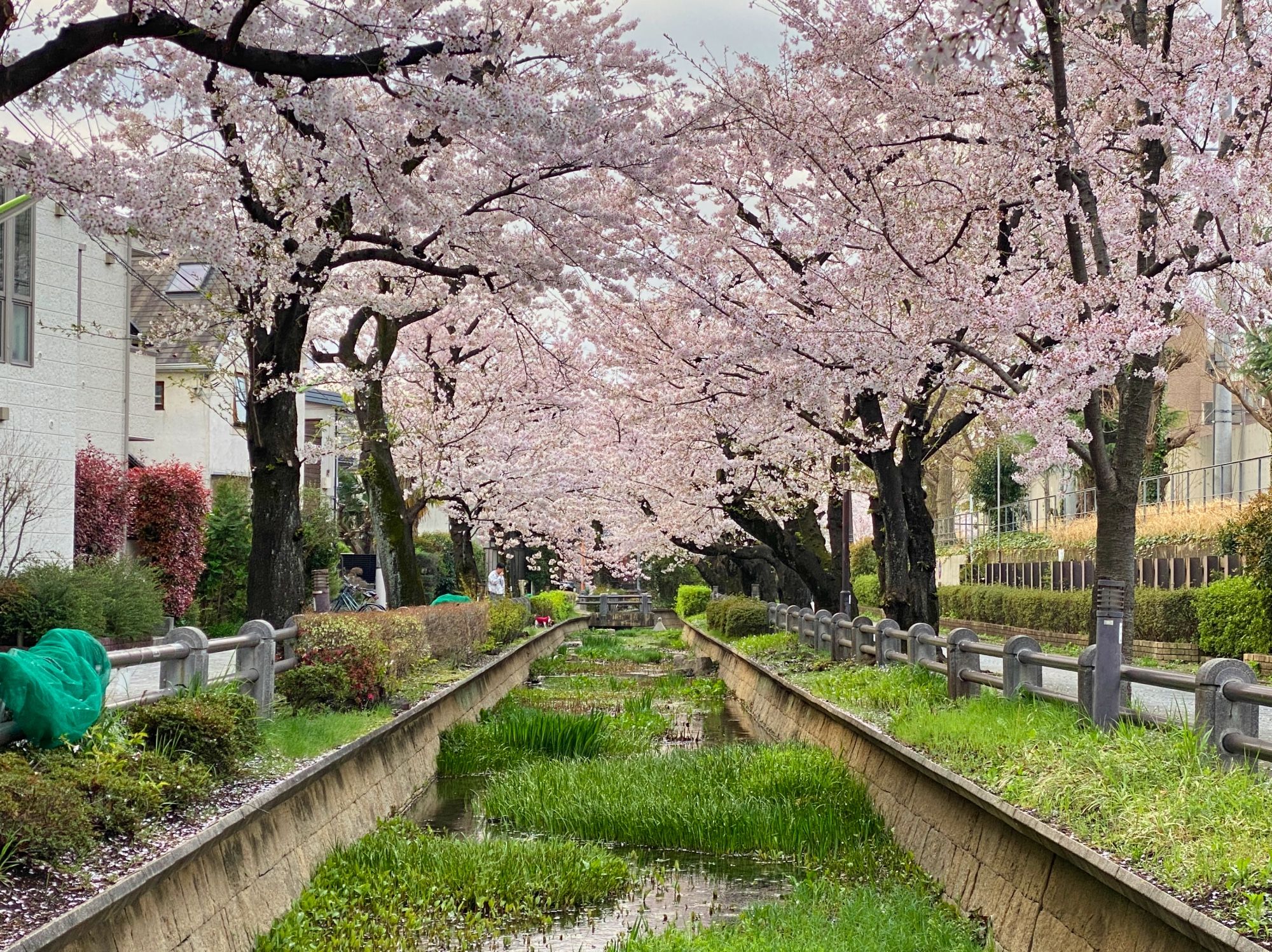 Rainy sakura and long walks